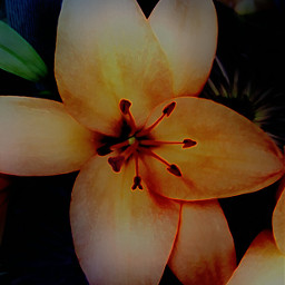 closeupphotography fullframephotography orangeflower naturephotography floraldesign
