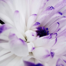 flowershot naturelovers floralinspirations purpleflower closeupphotography